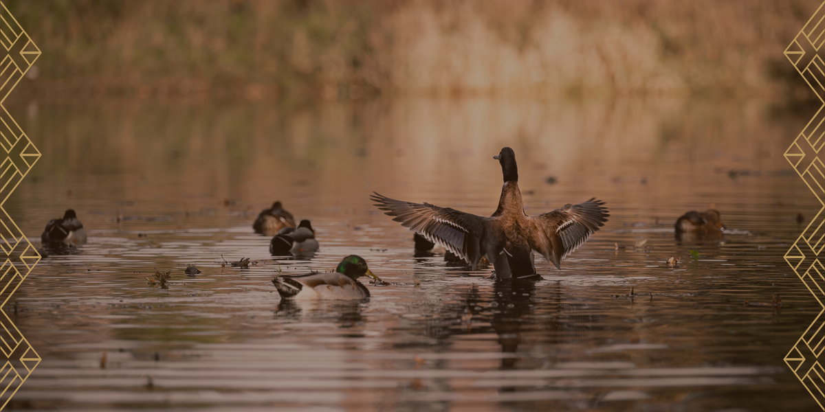 Mallards on calm water at golden hour, one hen stretching her wings, framed by an Art Deco border
